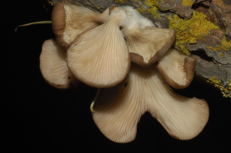 I funghi della Pineta di Procoio