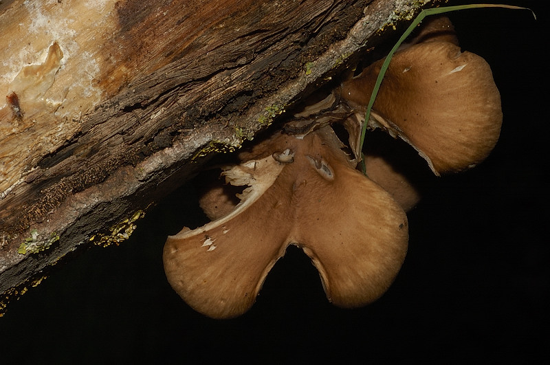 I funghi della Pineta di Procoio