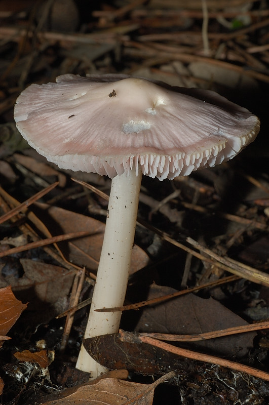 I funghi della Pineta di Procoio