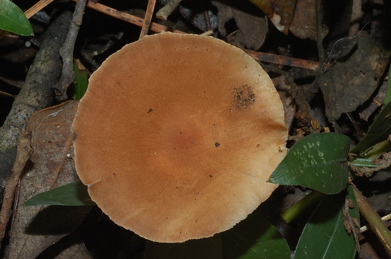 I funghi della Pineta di Procoio