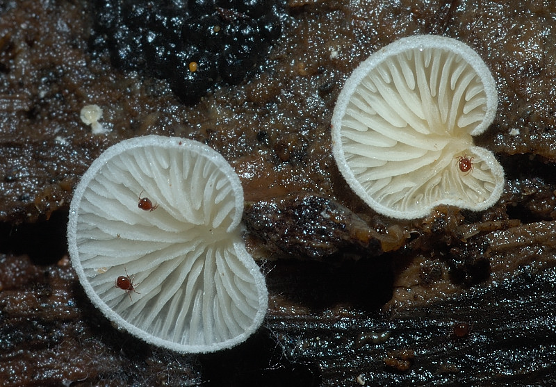 I funghi della Pineta di Procoio