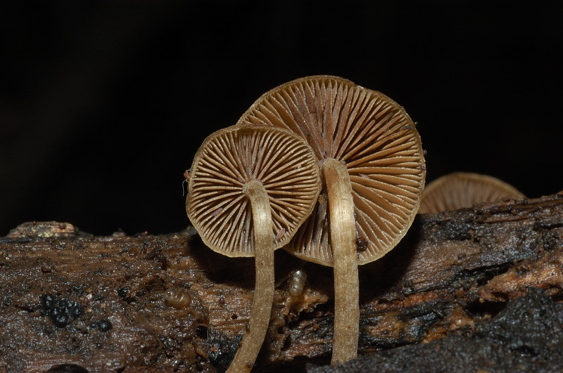 I funghi della Pineta di Procoio