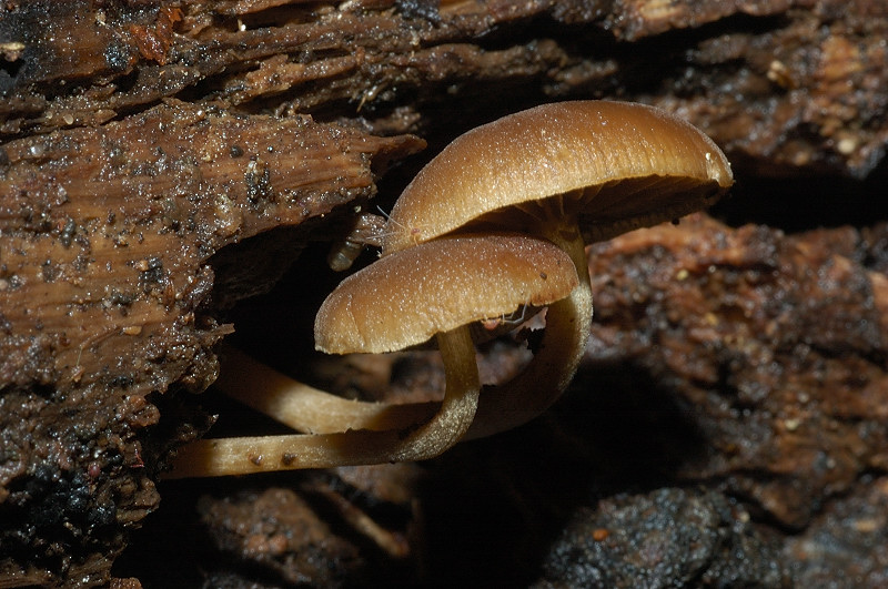 I funghi della Pineta di Procoio