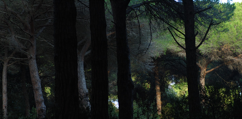 I funghi della Pineta di Procoio