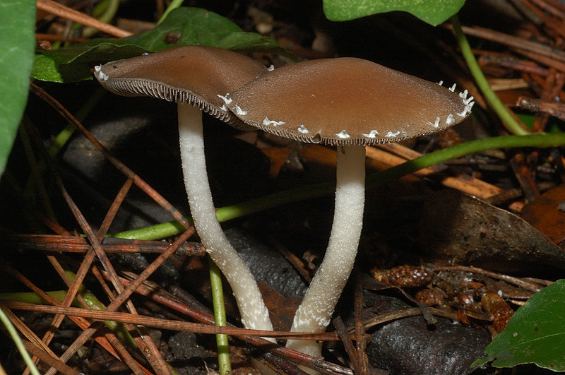 I funghi della Pineta di Castelfusano (Ostia)