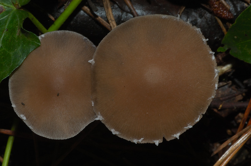 I funghi della Pineta di Castelfusano (Ostia)