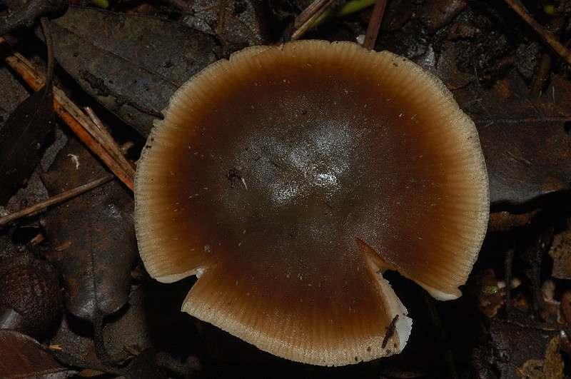 I funghi della Pineta di Castelfusano (Ostia)