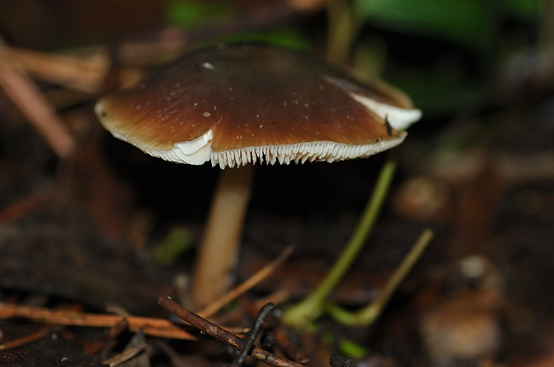 I funghi della Pineta di Castelfusano (Ostia)