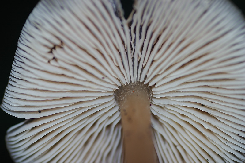 I funghi della Pineta di Castelfusano (Ostia)