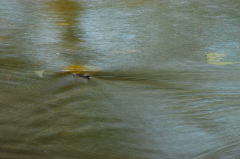 Dipingere con...l''acqua