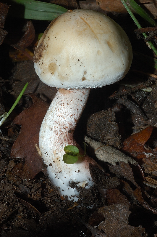 Piccola escursione in bosco di pianura