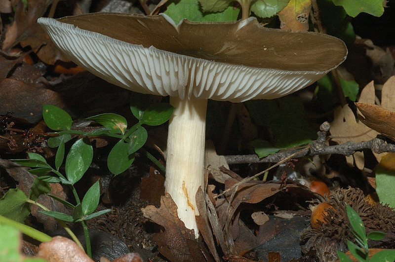 Piccola escursione in bosco di pianura