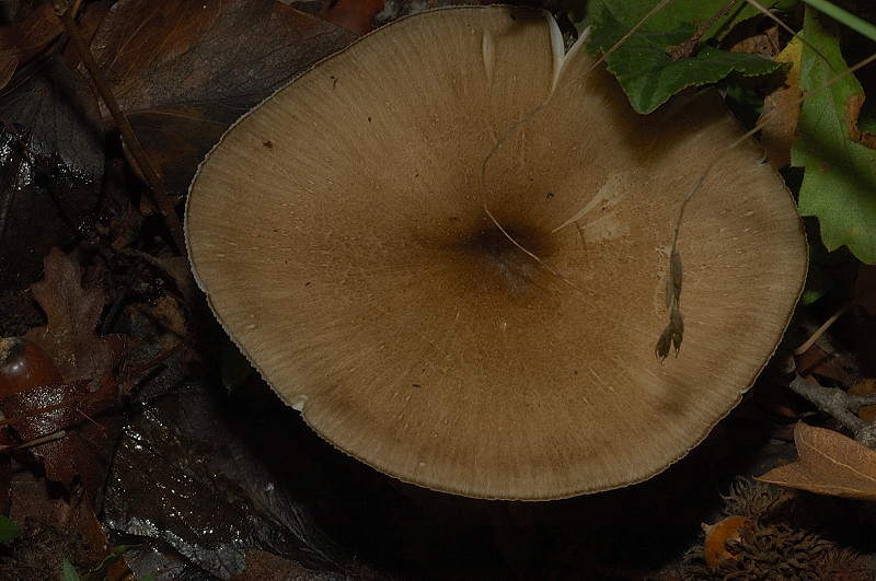 Piccola escursione in bosco di pianura