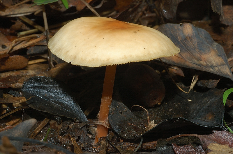 Piccola escursione in bosco di pianura