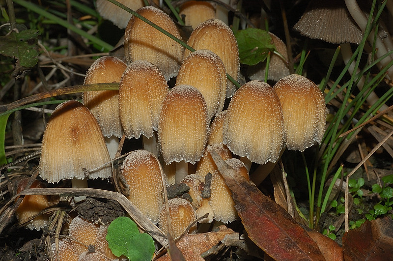 Piccola escursione in bosco di pianura