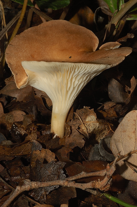 Piccola escursione in bosco di pianura