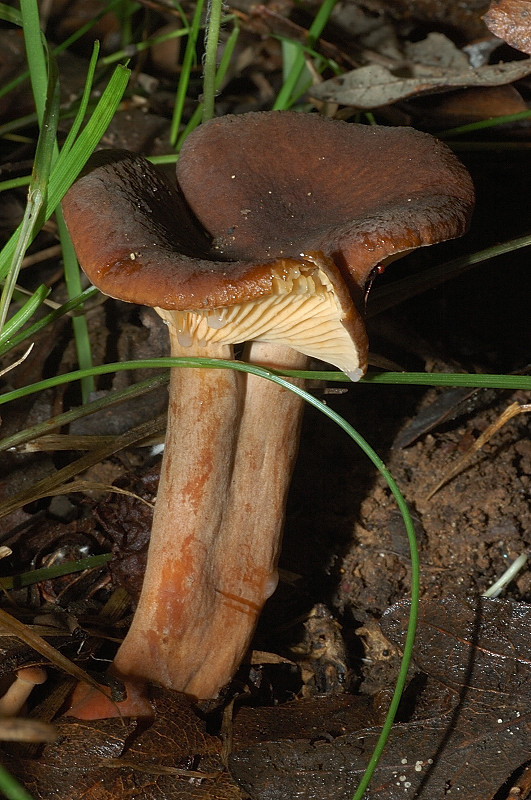 Piccola escursione in bosco di pianura