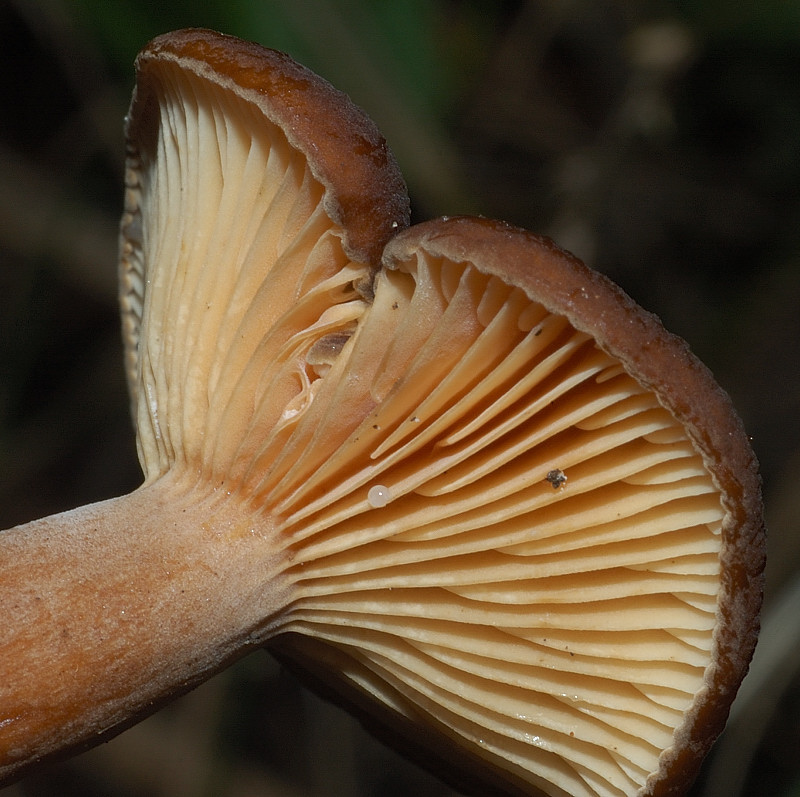 Piccola escursione in bosco di pianura