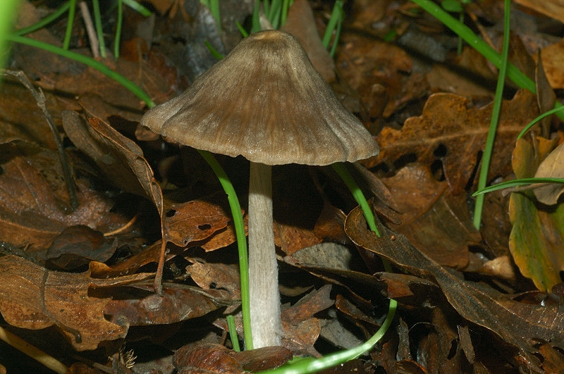 Piccola escursione in bosco di pianura