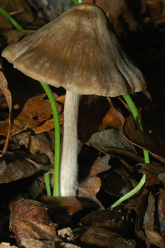 Piccola escursione in bosco di pianura