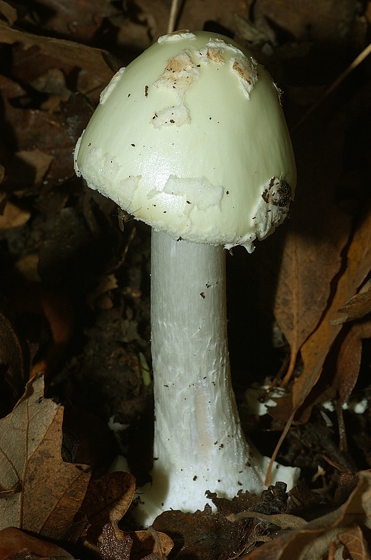 Piccola escursione in bosco di pianura