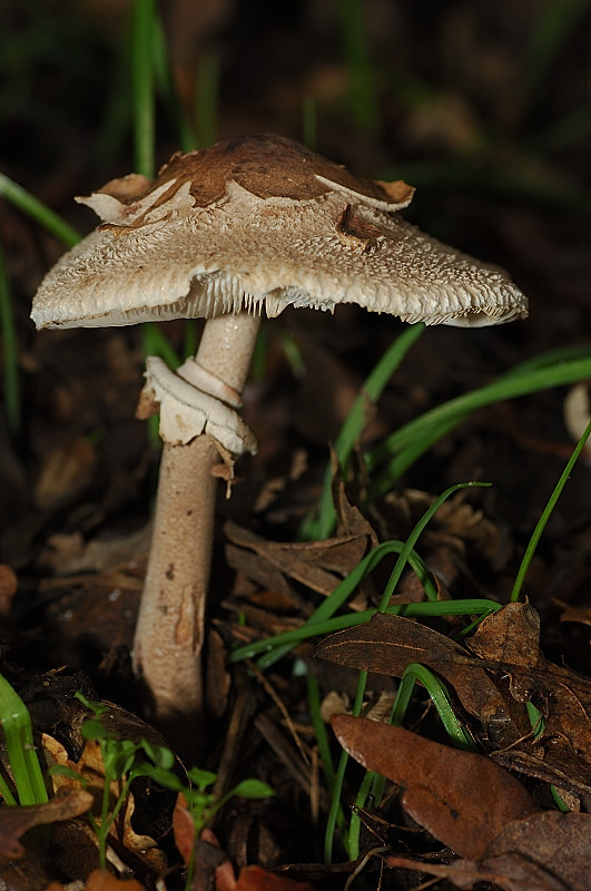 Piccola escursione in bosco di pianura