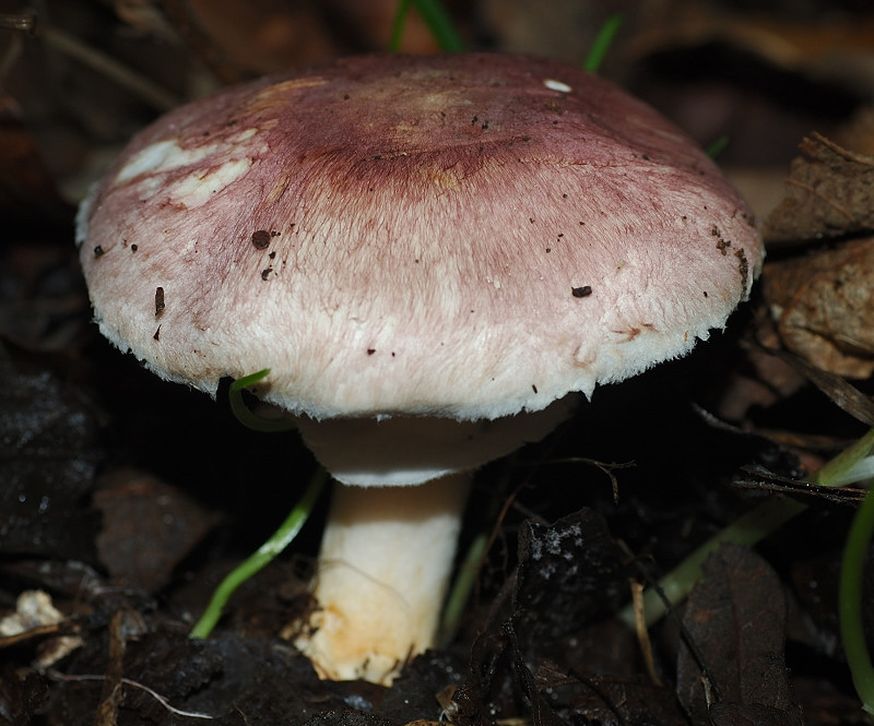 Piccola escursione in bosco di pianura