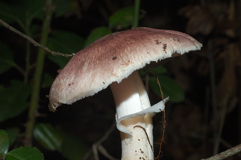 Piccola escursione in bosco di pianura