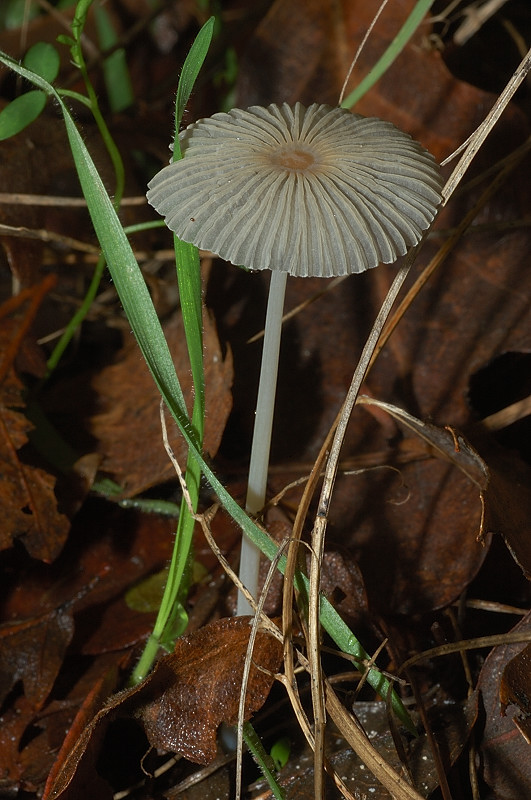 Piccola escursione in bosco di pianura