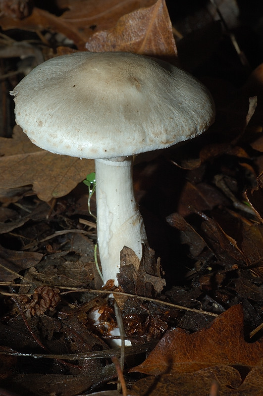 Piccola escursione in bosco di pianura