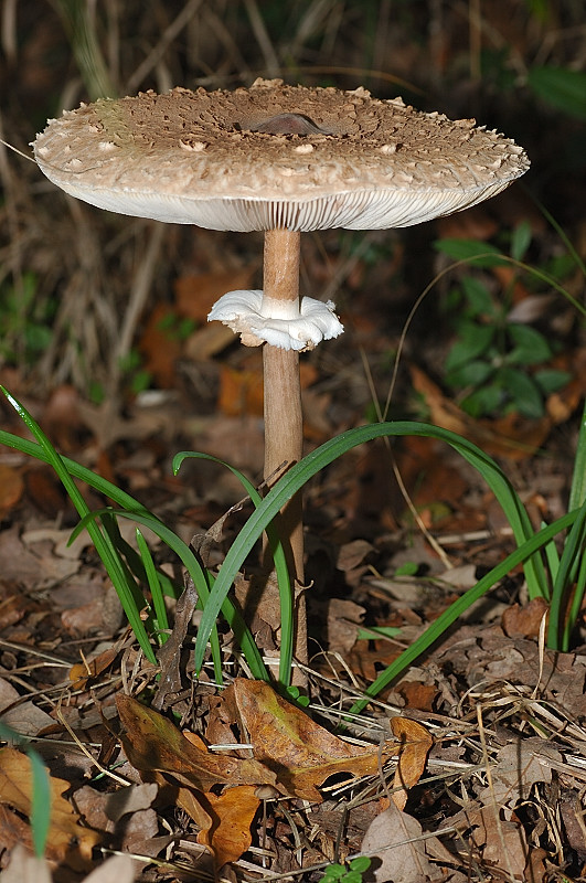 Piccola escursione in bosco di pianura