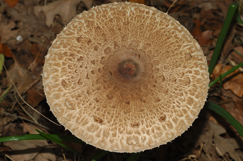 Piccola escursione in bosco di pianura