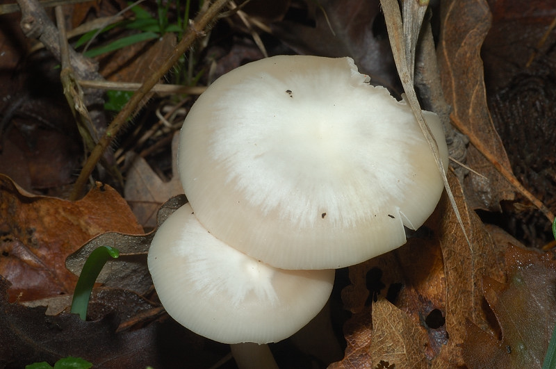 Piccola escursione in bosco di pianura