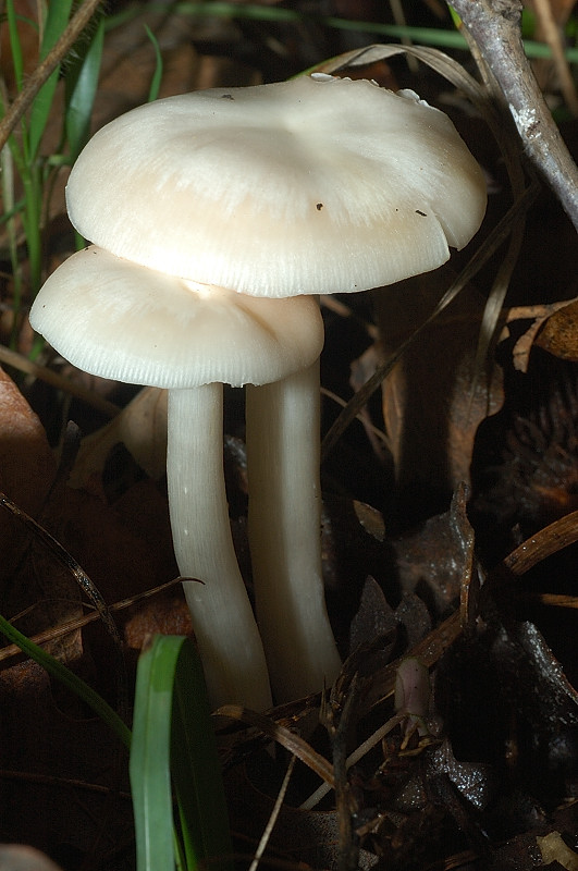 Piccola escursione in bosco di pianura