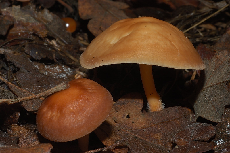 Piccola escursione in bosco di pianura