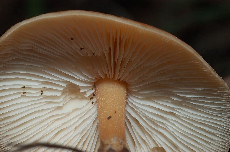 Piccola escursione in bosco di pianura