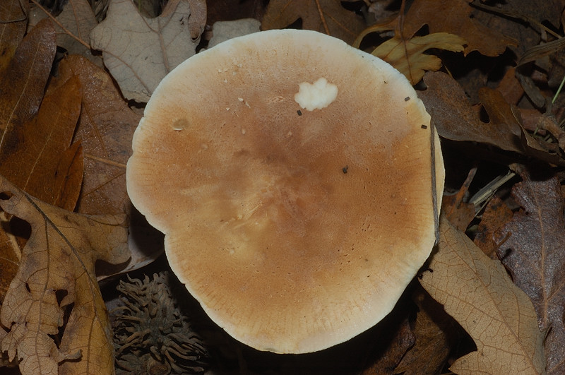 Piccola escursione in bosco di pianura