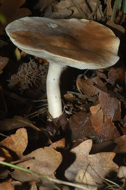 Piccola escursione in bosco di pianura