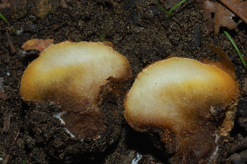 I funghi della Pineta di Castelfusano (Ostia)