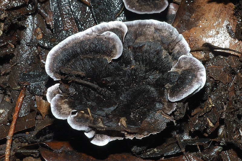 I funghi della Pineta di Castelfusano (Ostia)