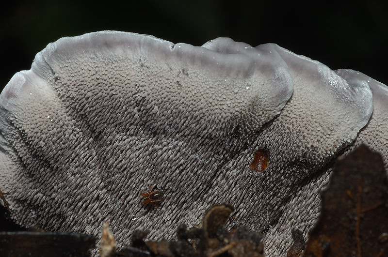 I funghi della Pineta di Castelfusano (Ostia)