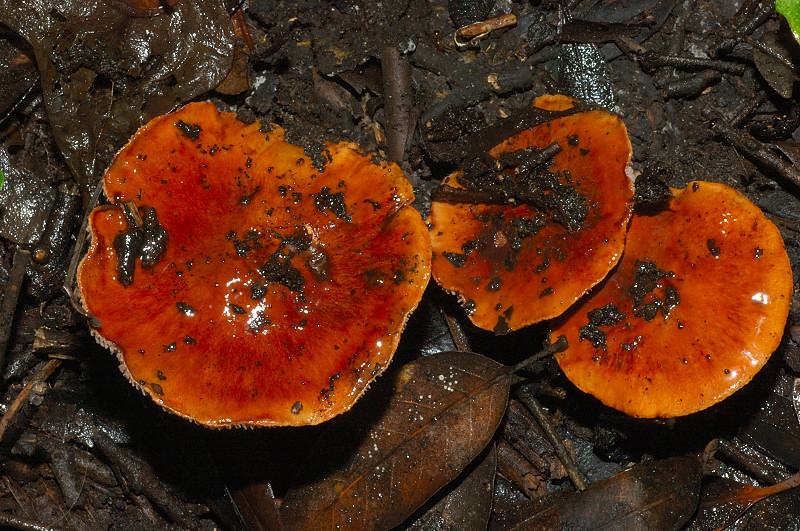 I funghi della Pineta di Castelfusano (Ostia)