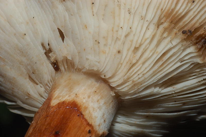 I funghi della Pineta di Castelfusano (Ostia)