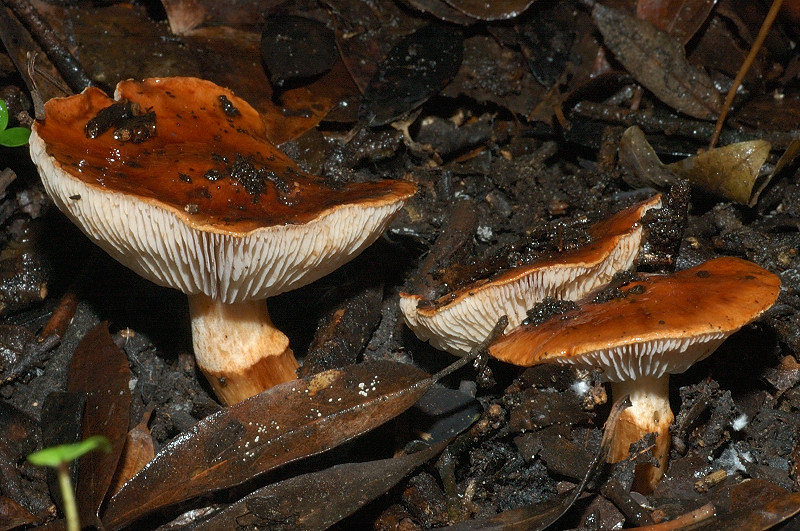 I funghi della Pineta di Castelfusano (Ostia)