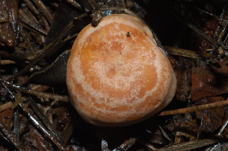 I funghi della Pineta di Castelfusano (Ostia)