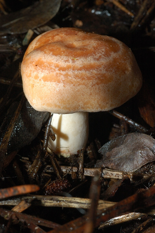 I funghi della Pineta di Castelfusano (Ostia)