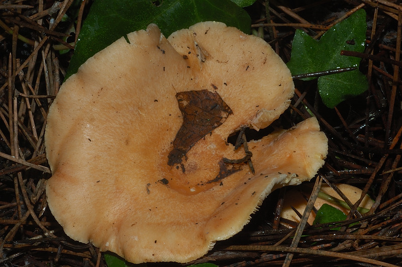 I funghi della Pineta di Castelfusano (Ostia)