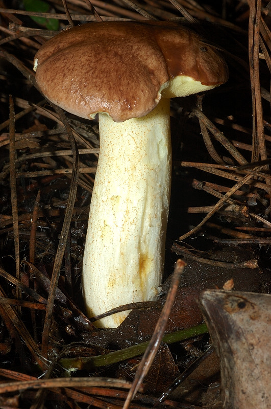 I funghi della Pineta di Castelfusano (Ostia)