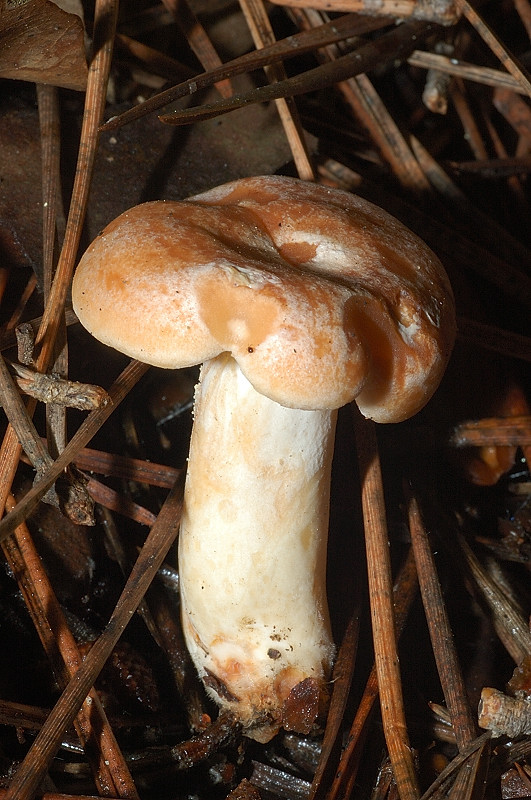 I funghi della Pineta di Castelfusano (Ostia)