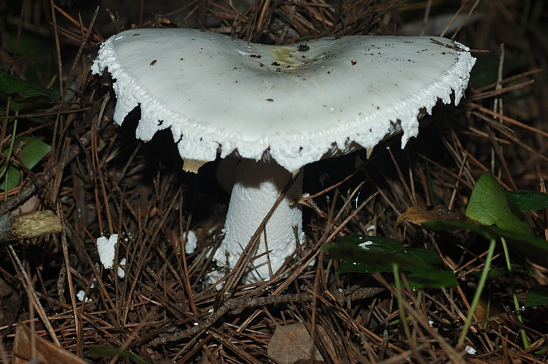 I funghi della Pineta di Castelfusano (Ostia)